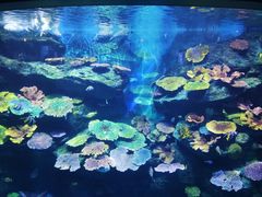 -暹罗海洋世界