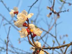 -合肥滨湖国家森林公园