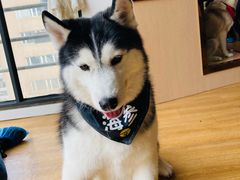 -Husky Go! 哈士奇体验馆·宠物咖啡厅狗咖