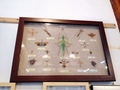 -上海昆虫博物馆