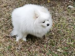 -乐琪宠物医院·犬猫专科·骨外科·急重症
