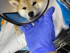 -爱侣宠医·鹦鹉专科·小型哺乳类·异宠专科(灵石路店)