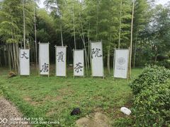 -大唐贡茶院