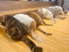 -啵啵喵·猫咖(攀华国际店)