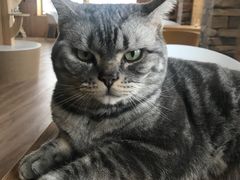-猫的茶·猫咖