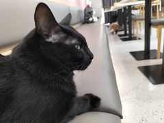 -喵园·猫主题咖啡厅·撸猫·猫咖(国贸店)