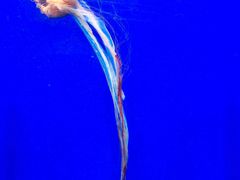 -上海海洋水族馆