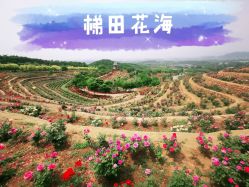 -密云玫瑰情园