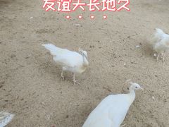 -保定市动物园