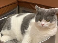 -MOCHA明星猫咖(田子坊店)