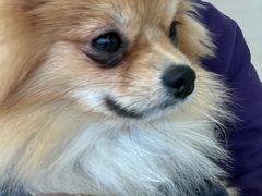 -怪兽屋·羊驼·猫咖·狗咖(俊华广场店)