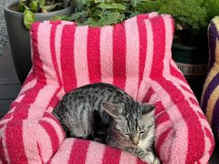 -老地方猫儿面(磁器口店)