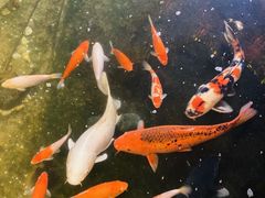 -聚缘堂·海鲜私房菜(松岭路店)