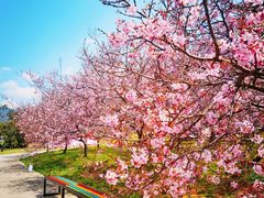 -天适樱花悠乐园