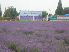 -曲江薰衣草庄园