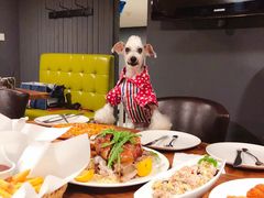 -百好乐宠物友好餐厅(朝外大街店)