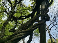 -绮园景区