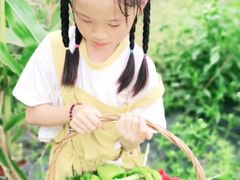 -樂桃源奉贤黄桃种植采摘基地