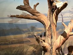 -陕西自然博物馆