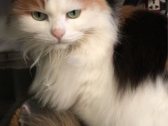 -Anne猫窝咖啡屋