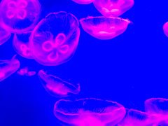 -芜湖新华联大白鲸海洋公园