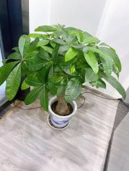 -凡碧诗毛孔收细