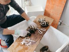 -阳澄湖大闸蟹·琼灵阁牌品牌连锁(吴中总店)