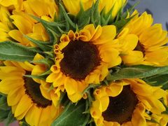 -三圣花乡旅游区