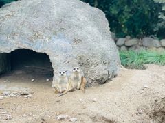 -上海野生动物园