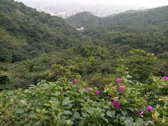 -大屏嶂森林公园