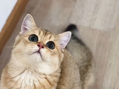 -柴迷FANS CLUB·柴犬狗咖·猫咖