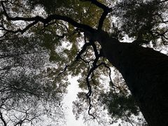 -十里琅珰