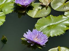 -国家植物园南园