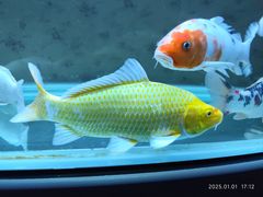 -中环花鸟鱼虫市场