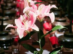 -花马天堂云南餐厅 Lost Heaven(外滩店)