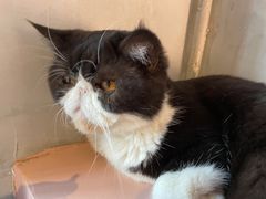 -猫儿山۰猫主题餐厅