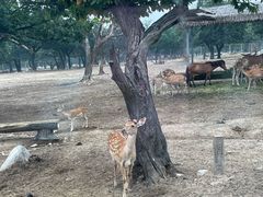 -西安秦岭野生动物园