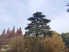 -习家池