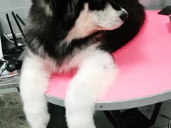 -宠福鑫康馨动物医院·骨科·眼科