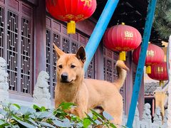 -龙华寺