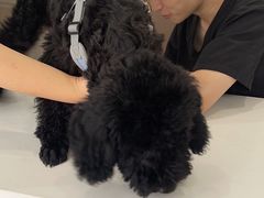 -帕帕拉兹宠物(亚洲旗舰店)