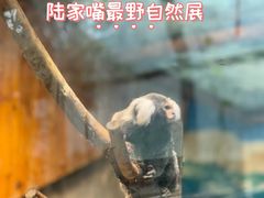 -上海大自然野生昆虫馆(东方明珠·爬宠昆虫探索中心)