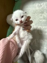-MOVAN  HAIR莫凡匠人发型屋