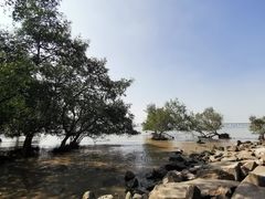 -宝安西湾红树林湿地公园