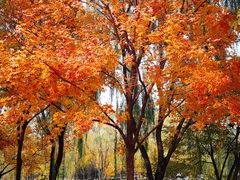 -大兴滨河森林公园