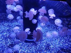 -成都浩海立方海洋公园