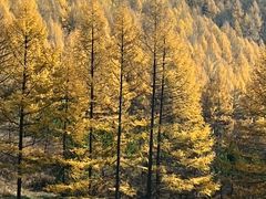 -塞罕坝国家级自然保护区