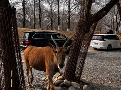 -北京野生动物园