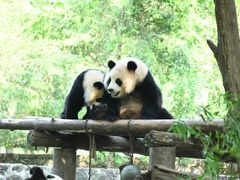 -都江堰中华大熊猫苑