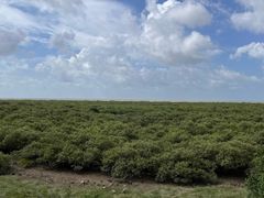 -北海金海湾红树林生态旅游区